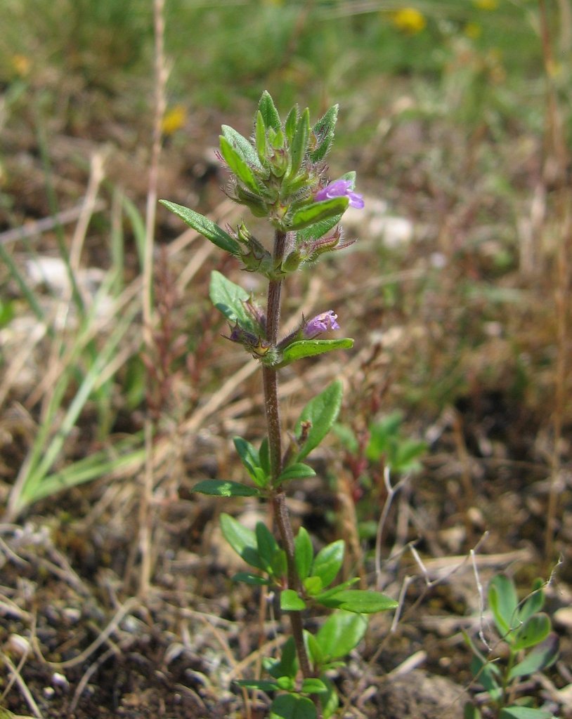 Acinos arvensis